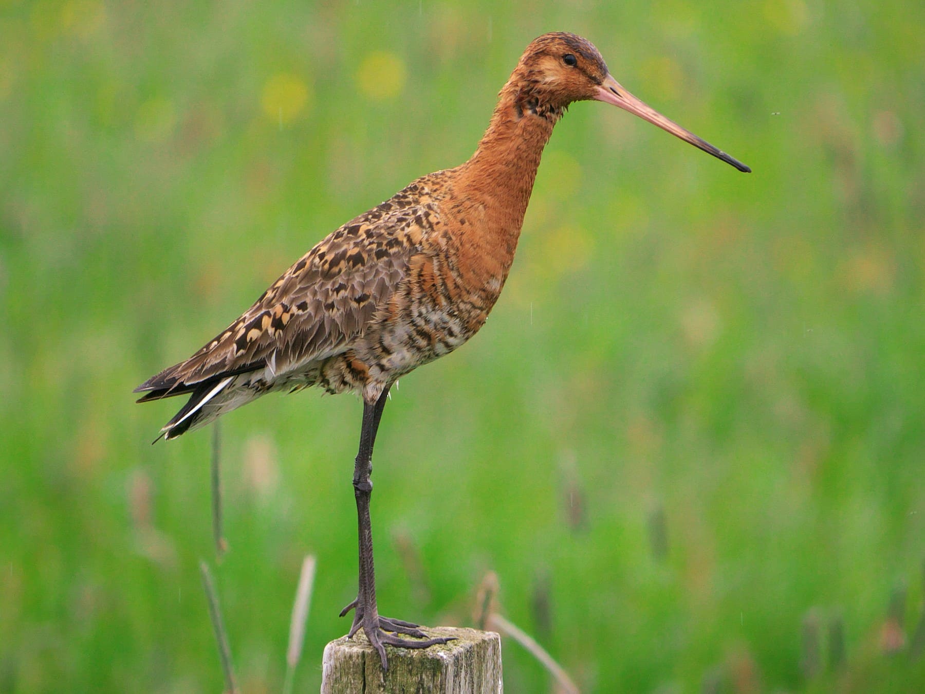 Black-tailed Godwit